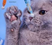 5 �������