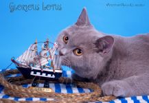 5 �������