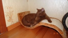 11 �������