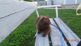 11 �������