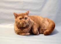 9 �������