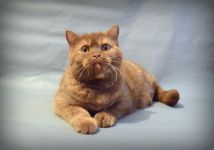 9 �������