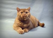 9 �������