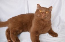 7 �������