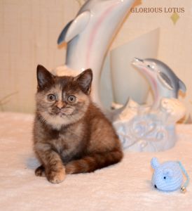 2 ���. 8 ��.