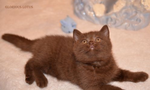 2 ���. 8 ��.