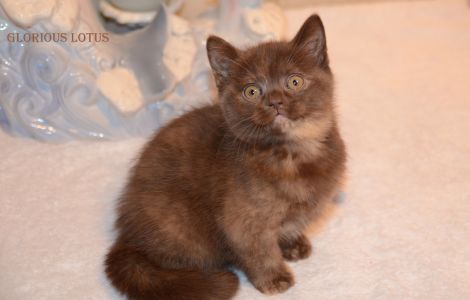 2 ���. 8 ��.