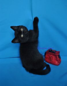 2 ���. 11 ��.