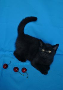 2 ������ 11 ����