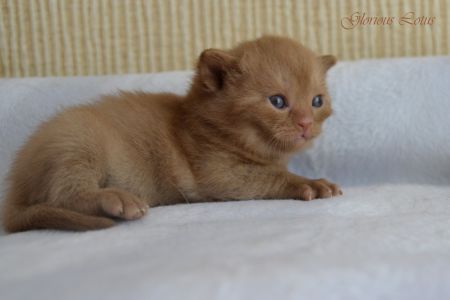 ����� 3 ������