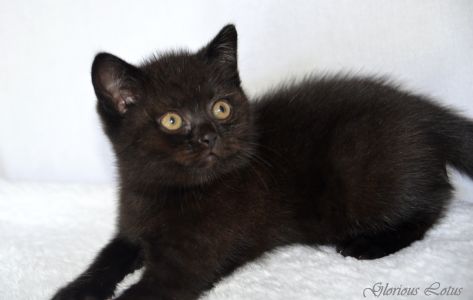 1 ����� 18 ����