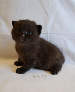 ����� 3 ������