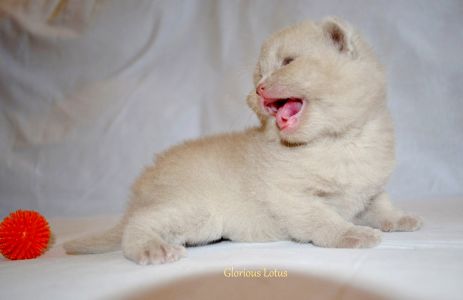 ����� 3 ������