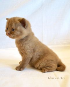 ����� 3 ������