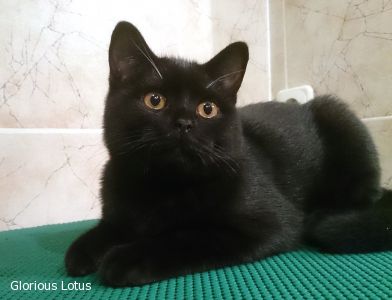 5 �������