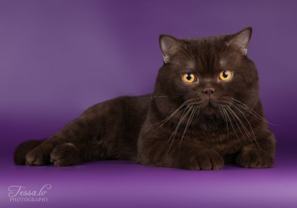 W.Ch.BRISTILE*RU ELEPHANT BRI b �.�.05,12,2010