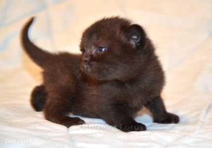 � 3 ��������