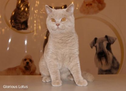 5 �������