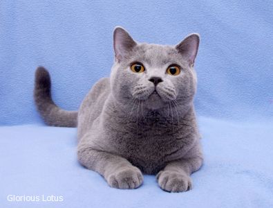 6,5 �������